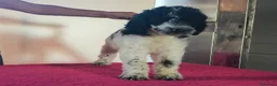 Caniche Gigante perros en venta: Caniches gigantes  - Anuncio 12