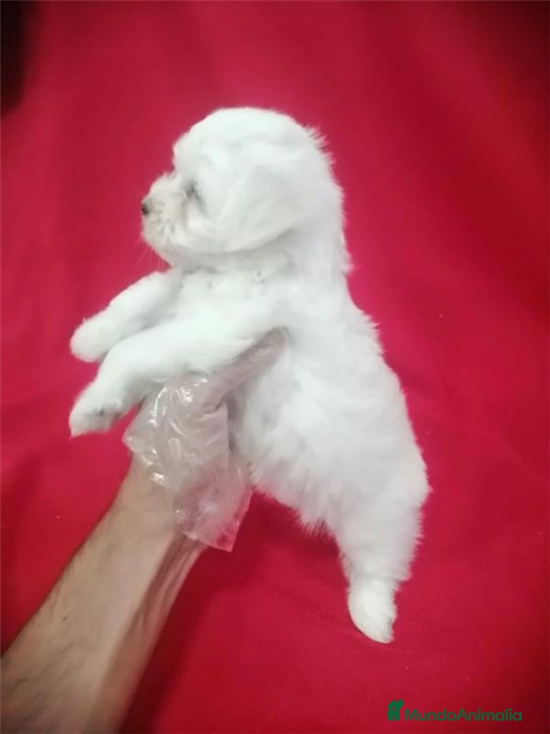 Bichón Maltés perros en venta: Bichon Maltés Americano  - Imagen 2