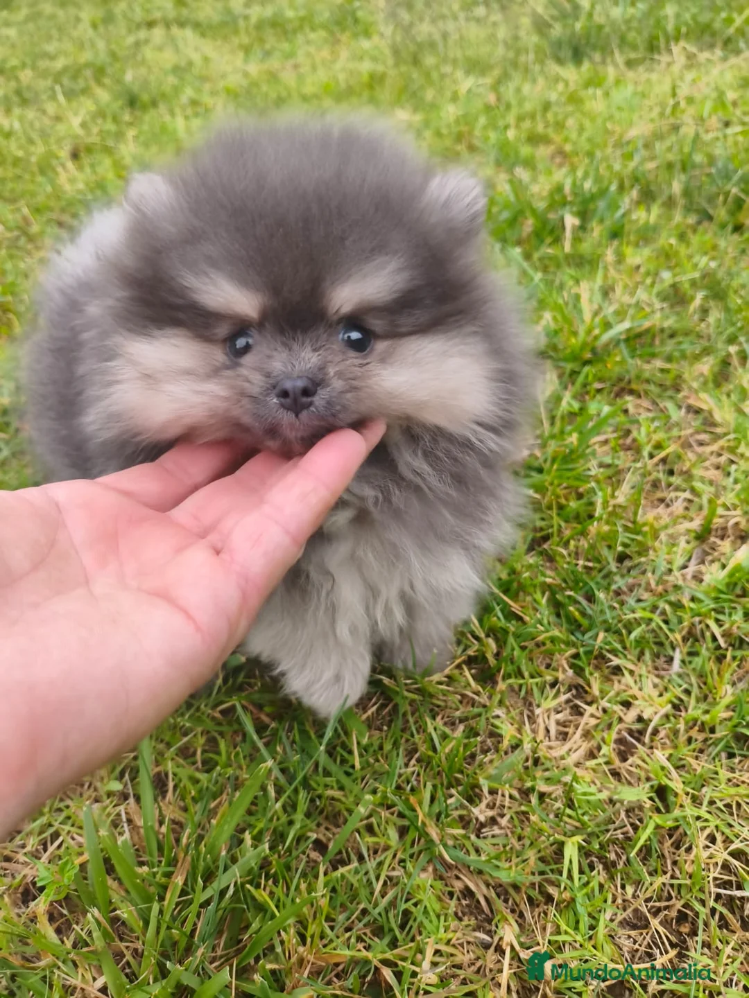 Pomerania perros en venta: lulu de pomerania  - Anuncio 1