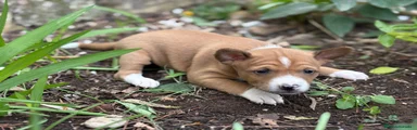 Basenji Hembra Roja