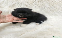 Pomerania perros en venta: Macho negro blanco 🤍🐻‍❄️ exóticos 🩵 - Imagen 2