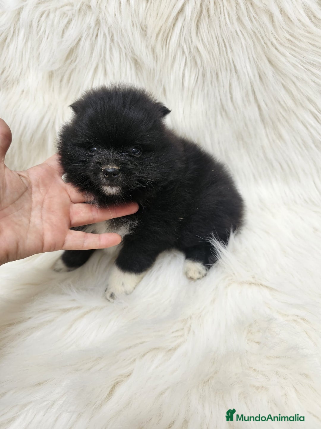 Pomerania perros en venta: Macho negro blanco 🤍🐻‍❄️ exóticos 🩵 - Imagen 2