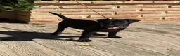 Jack Russell Terrier perros en venta: Cachorro Patterdale terrier  - Anuncio 5
