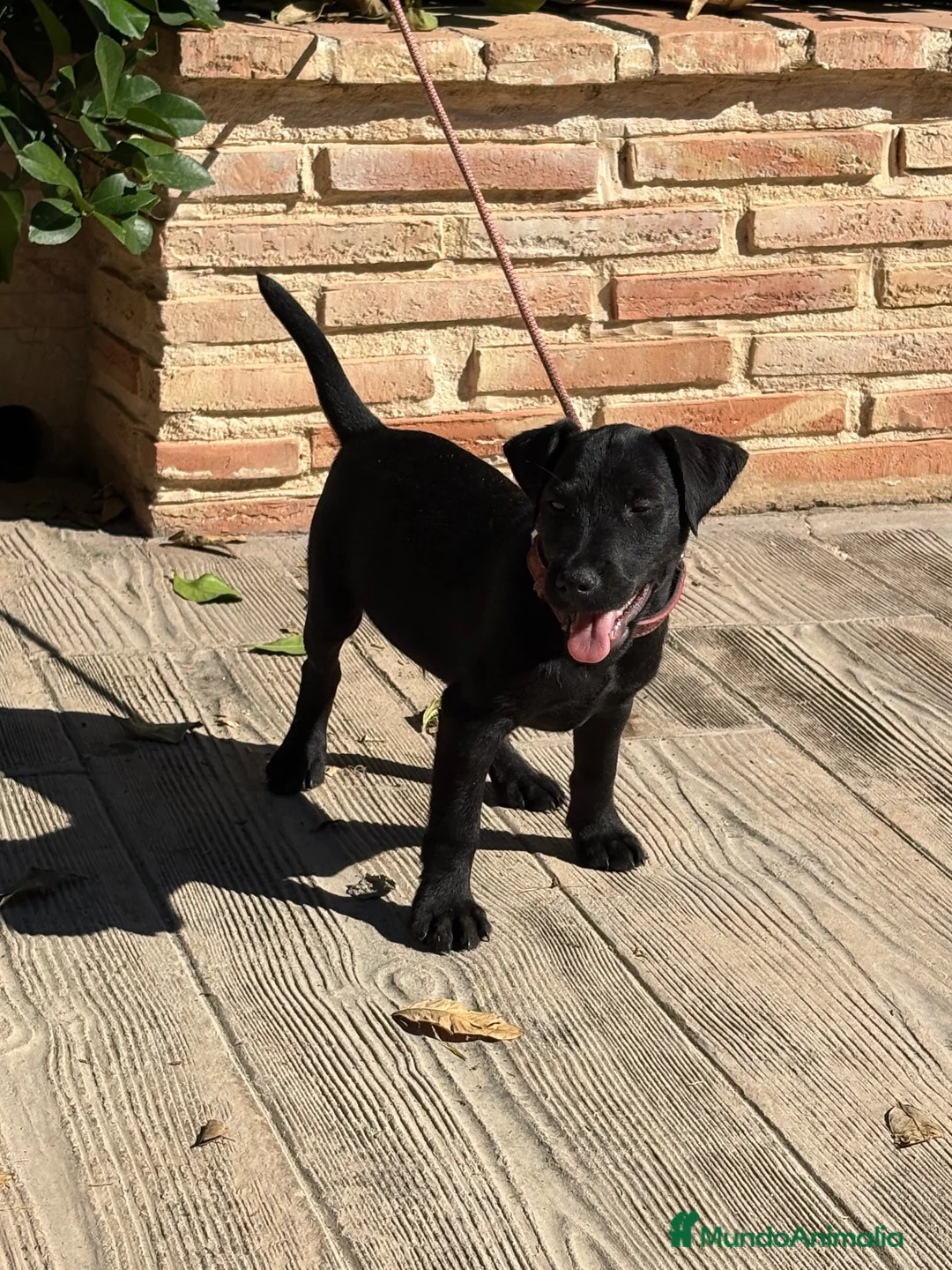 Jack Russell Terrier perros en venta: Cachorro Patterdale terrier  - Anuncio 5