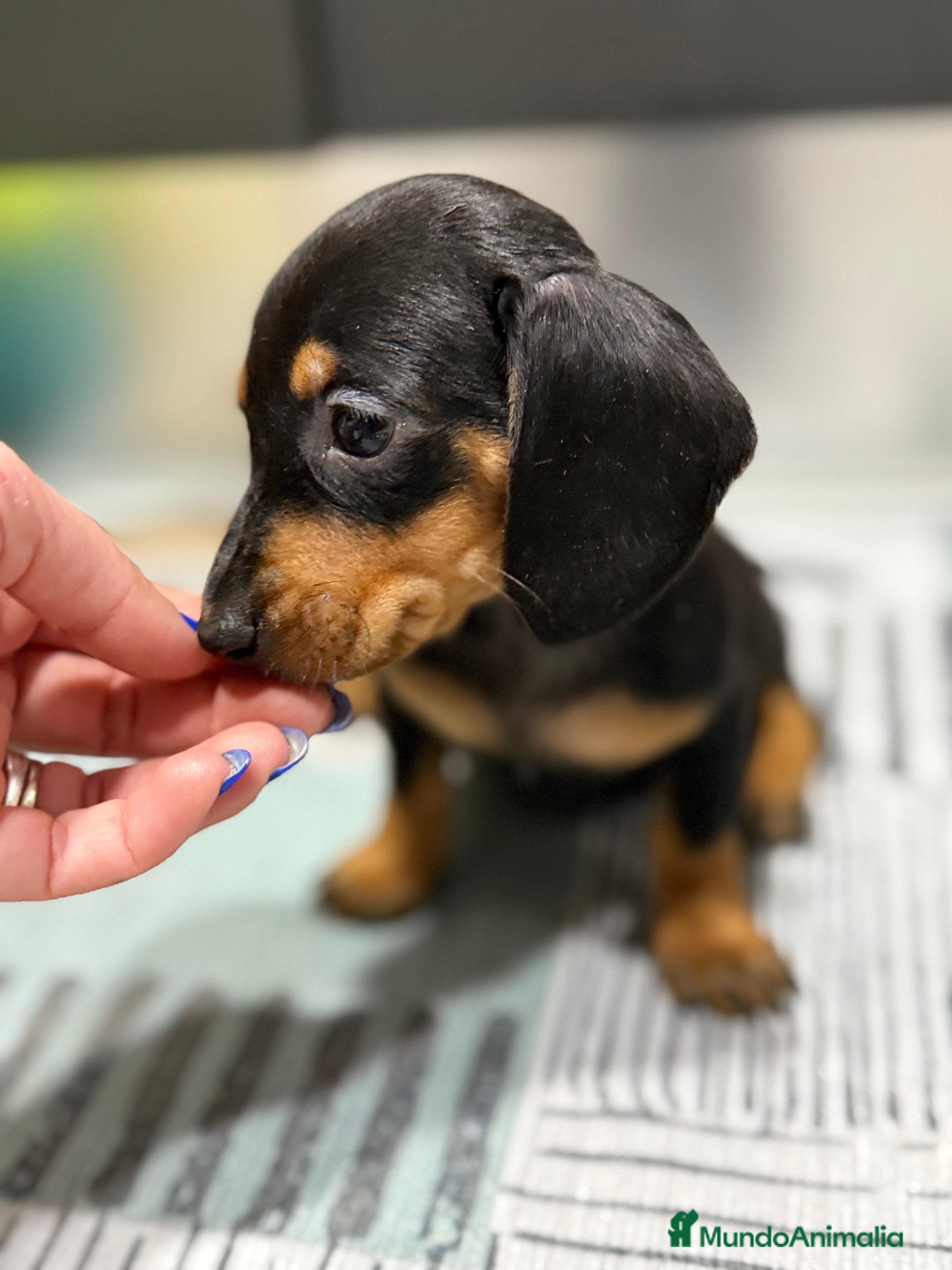 Teckel Miniatura perros 2 hembras teckel kanichen negras y fuego  - Anuncio 1