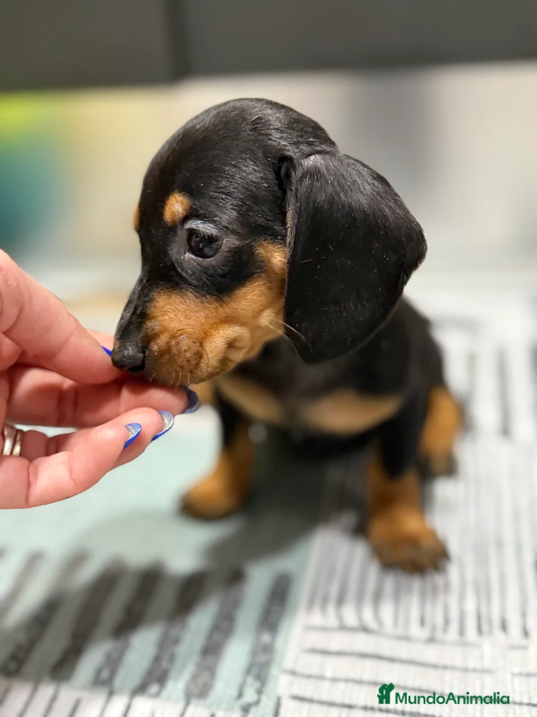 Teckel Miniatura perros en venta: 2 hembras teckel kanichen negras y fuego  - Anuncio 1