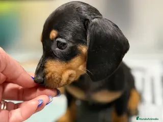 Teckel Miniatura perros 2 hembras teckel kanichen negras y fuego - Anuncio 1