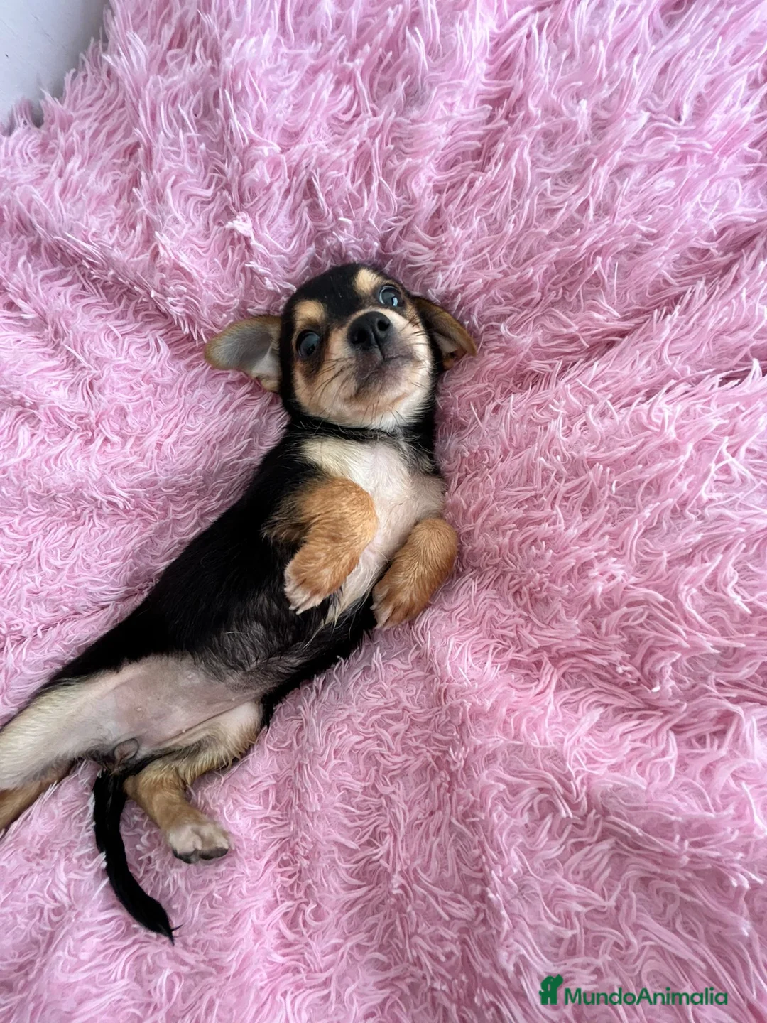 Chihuahua perros en venta: Chihuahua  - Anuncio 2