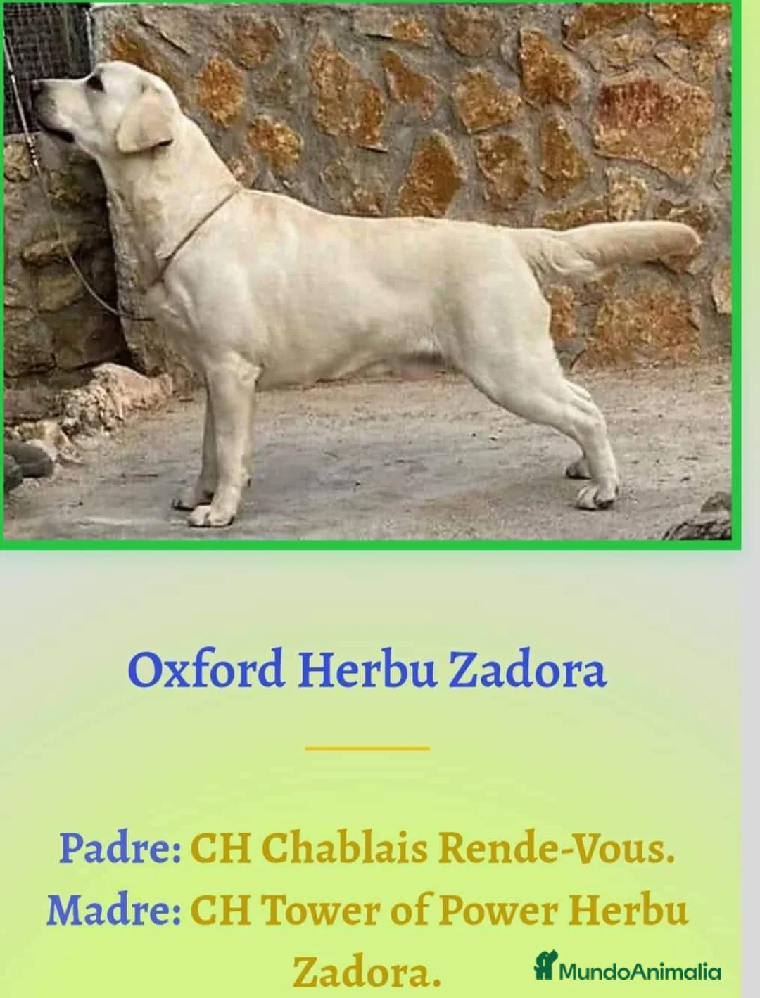 Labrador Retriever perros en venta: Labradores de Quercuscan - Anuncio 9