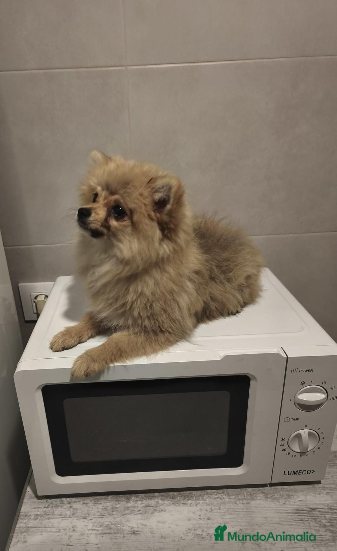Pomerania perros en venta: Pomerania  - Anuncio 5