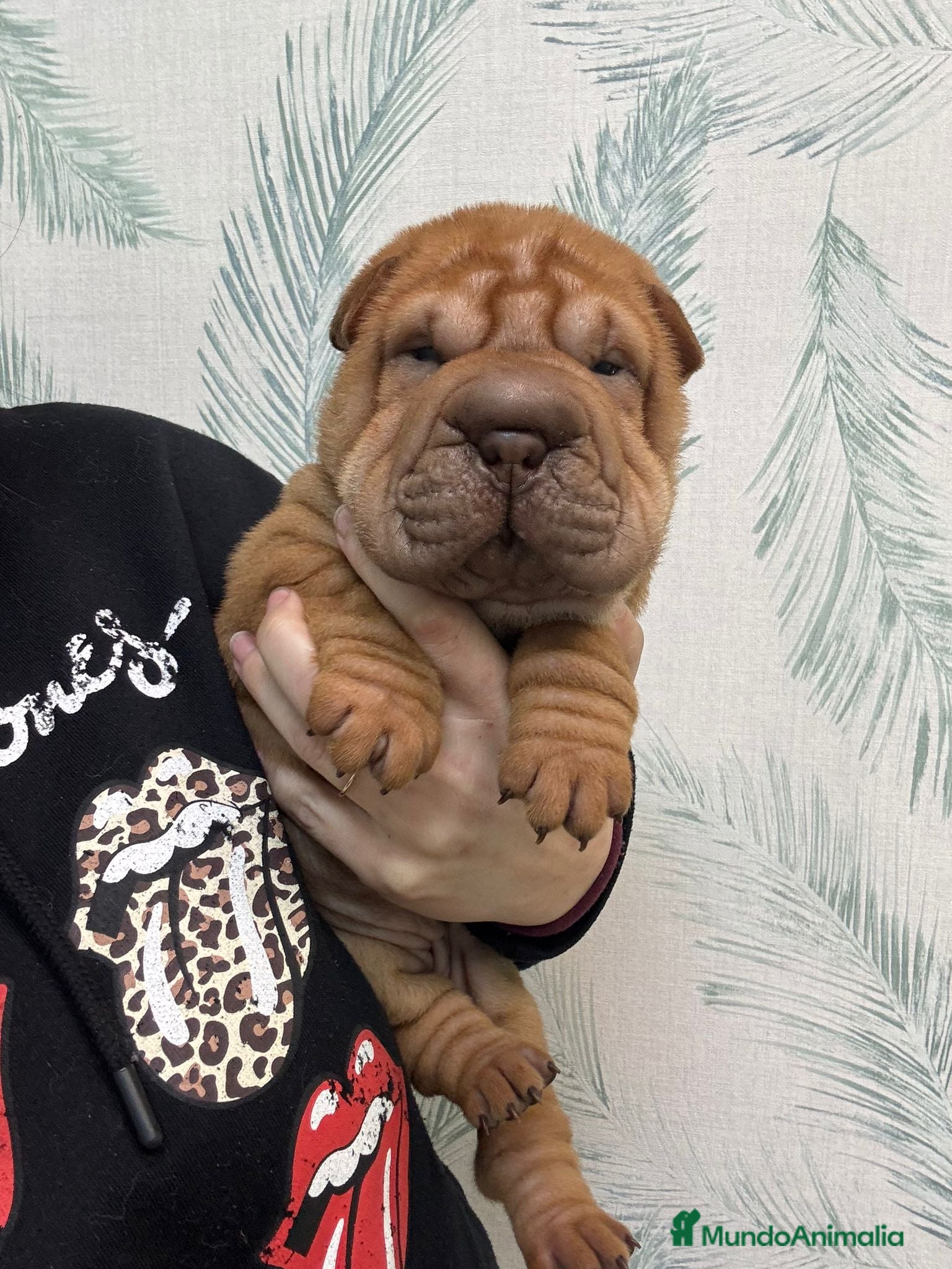 Shar Pei perros CACHORRITOS SHAR PEI CALIDAD - Anuncio 2