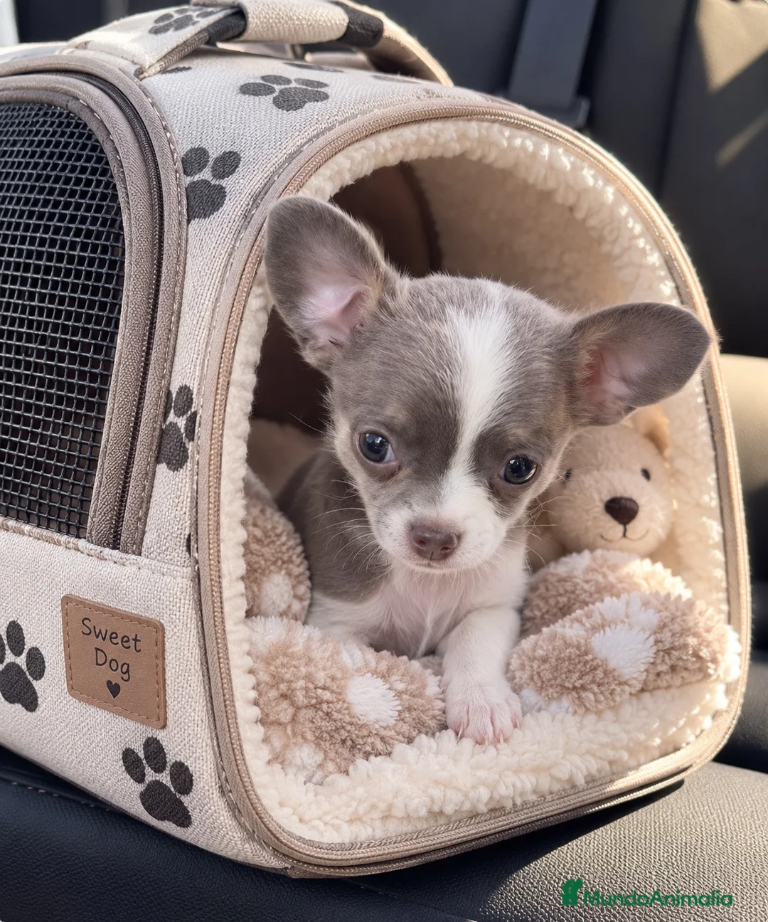 Chihuahua perros en venta: Cachorritos chihuahua toy azules y choco - Anuncio 3