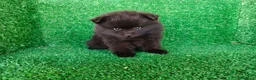 Pomerania perros en venta: pomerania - Anuncio 5