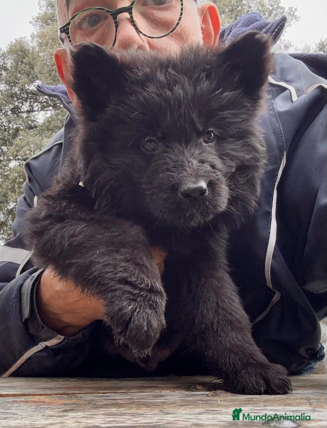 Pastor Alemán perros en venta: Pastor alemán belleza  - Anuncio 17