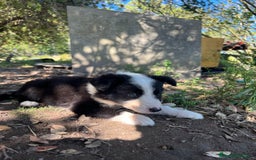 Border Collie perros en venta: Border collie  - Imagen 4