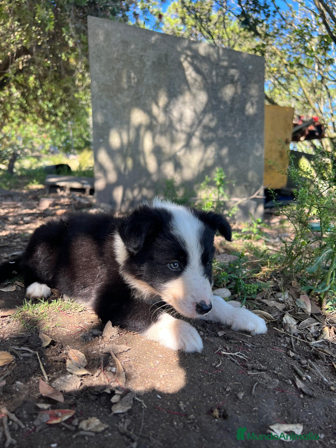 Border Collie perros en venta: Border collie  - Imagen 4
