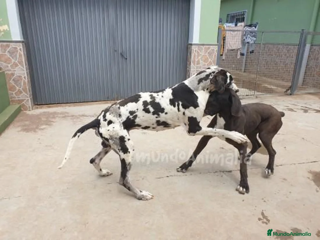 Imagen de galería {{count}}