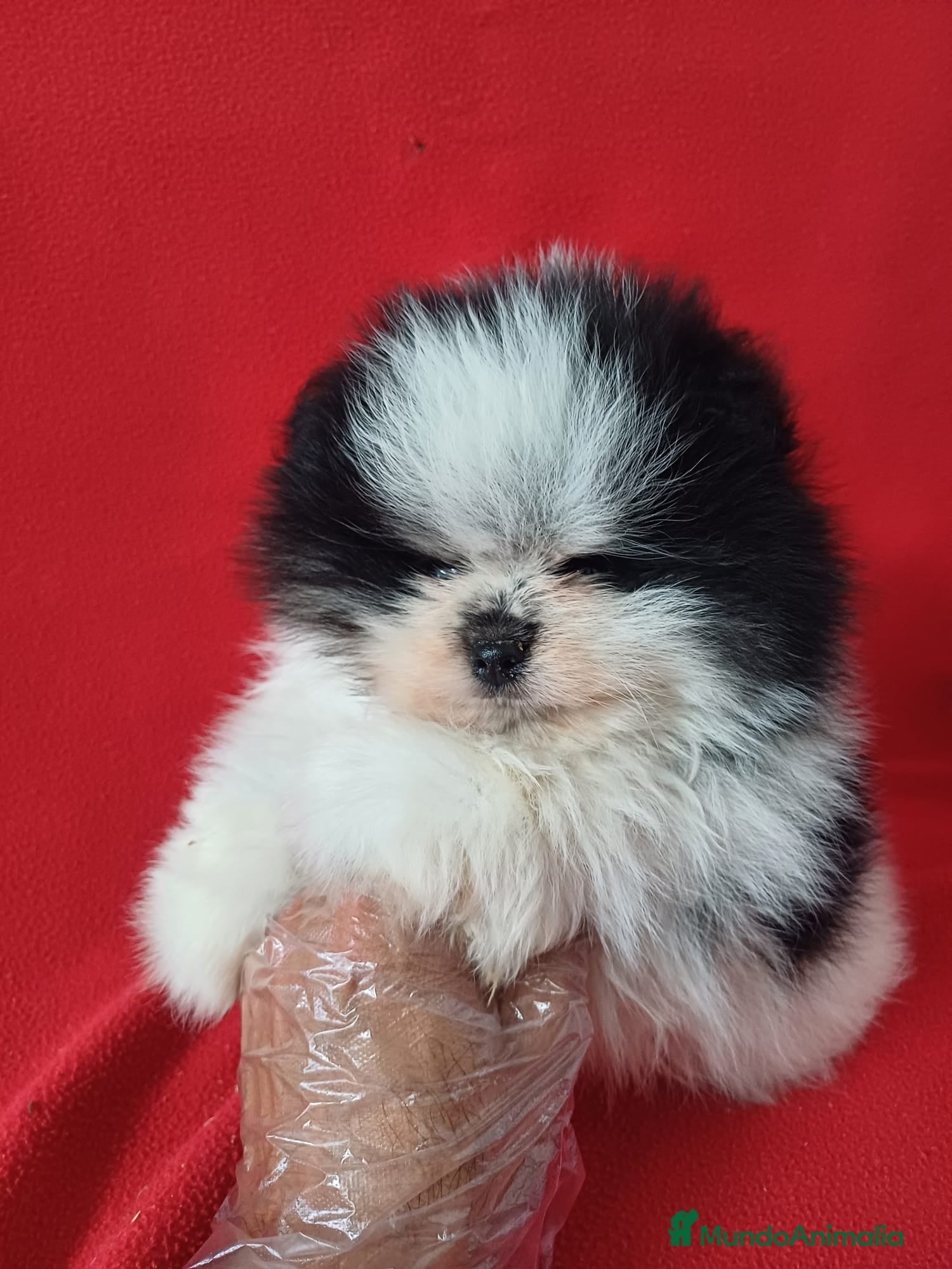 Pomerania perros Pomerania Mini Panda  - Anuncio 2