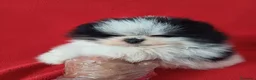Pomerania perros en venta: Pomerania Mini Panda  - Anuncio 1