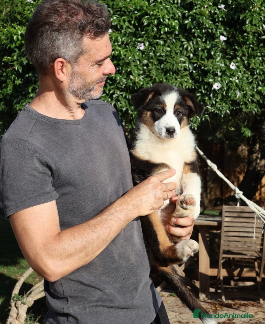 Pastor Australiano perros Cachorra con garantías y pedigree de cria familiar - Anuncio 1