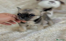 Chihuahua perros en venta: Chihuahua Toy  - Imagen 2