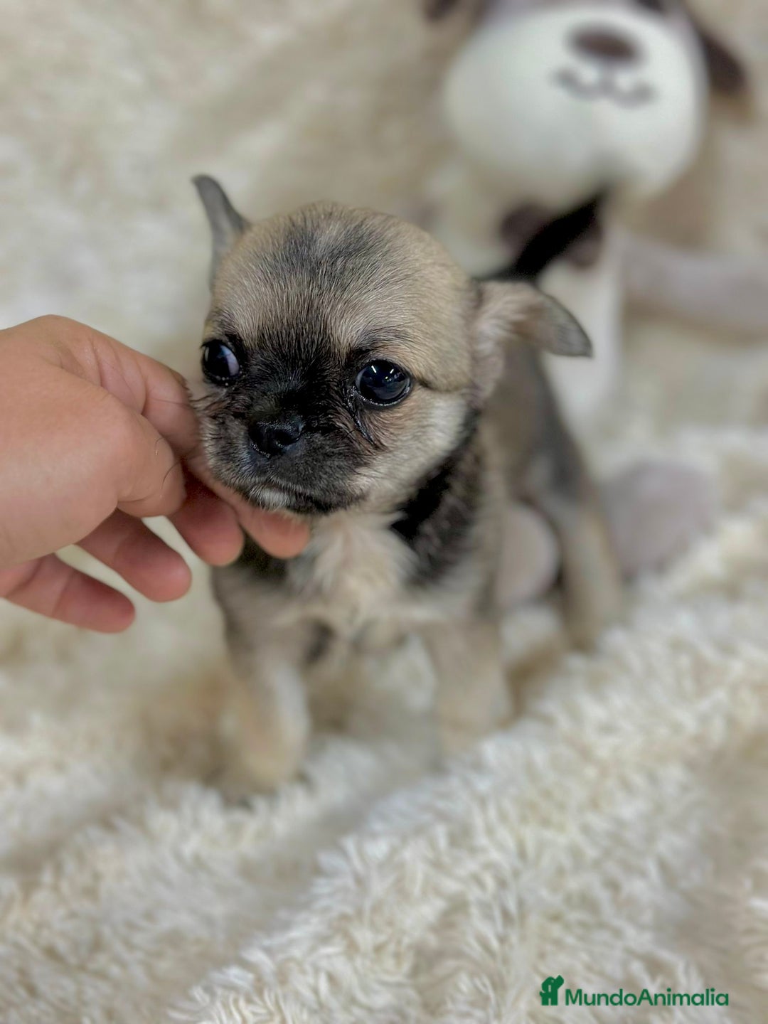 Chihuahua perros en venta: Chihuahua Toy  - Imagen 2