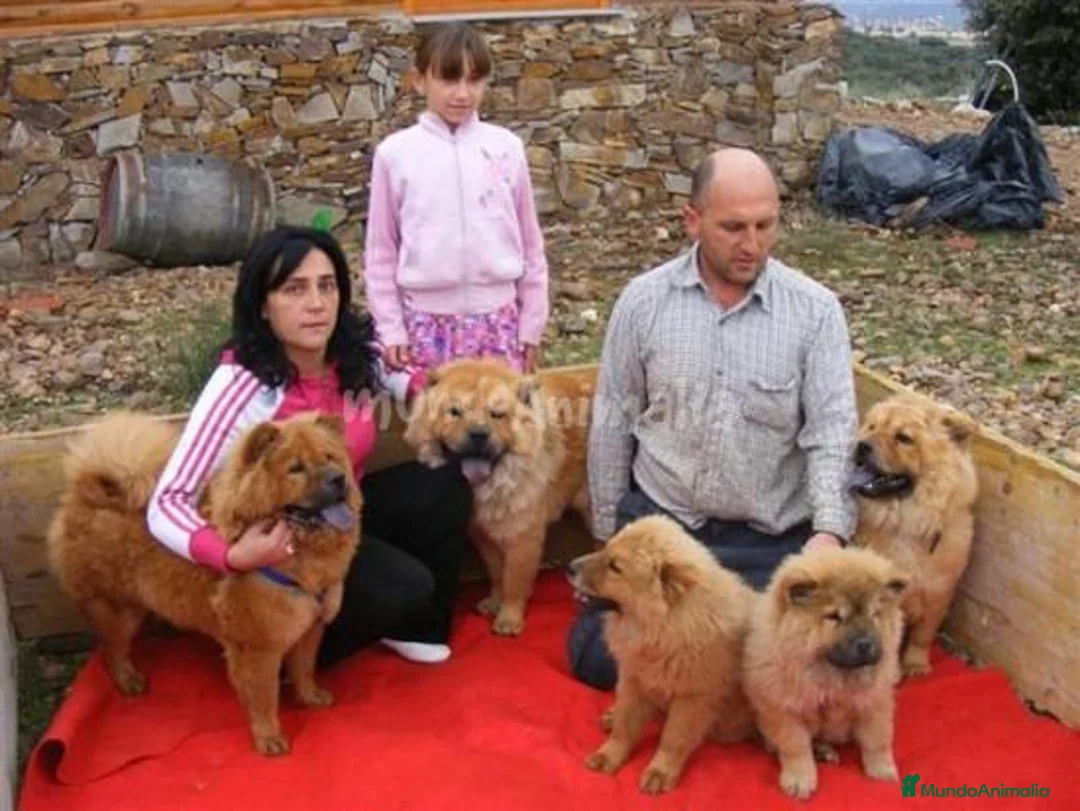 Imagen de galería {{count}}