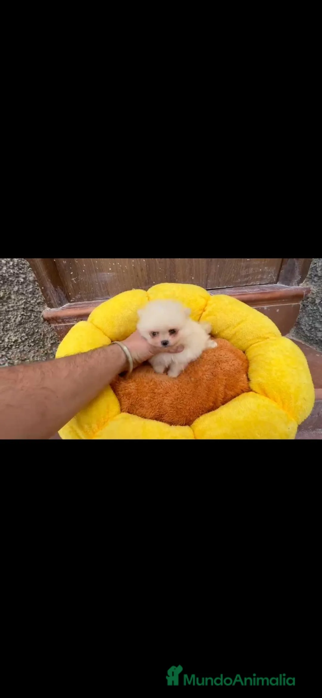 Pomerania perros en venta: Pomerania Teddy  - Anuncio 1