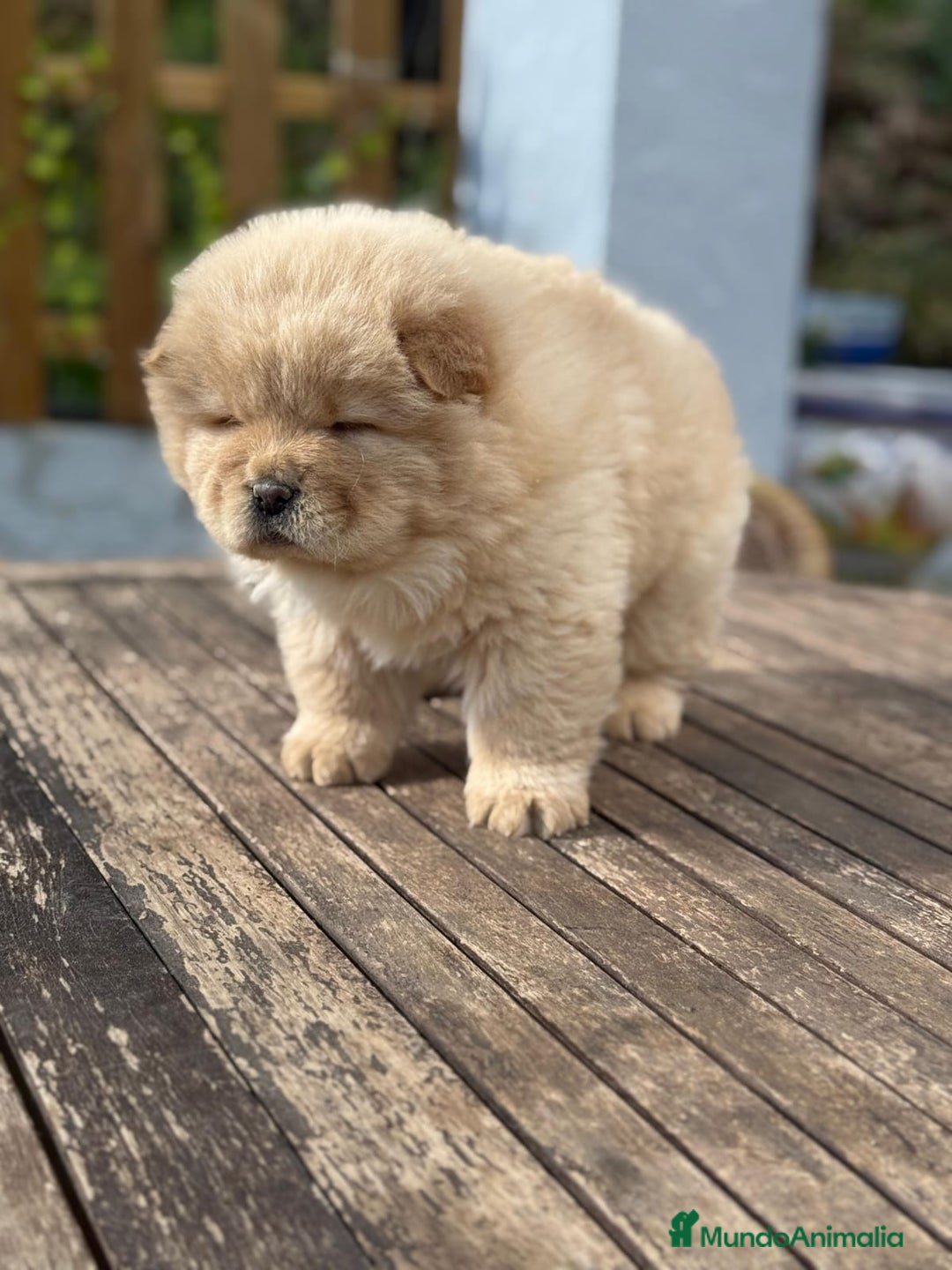 Chow Chow perros en venta: Chow Chow peludito Macho Crema  - Anuncio 2