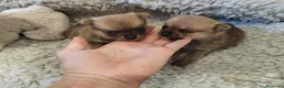 Pomerania perros en venta: Pomeranias - Anuncio 8