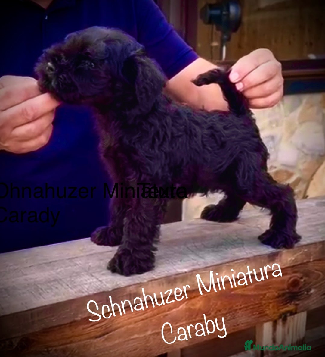 Schnauzer Miniatura perros en venta: Caraby Schnahuzer miniatura  en Alicante - Imagen 2