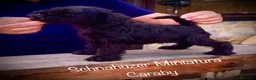 Schnauzer Miniatura perros en venta: Caraby Schnahuzer miniatura  en Alicante - Anuncio 2