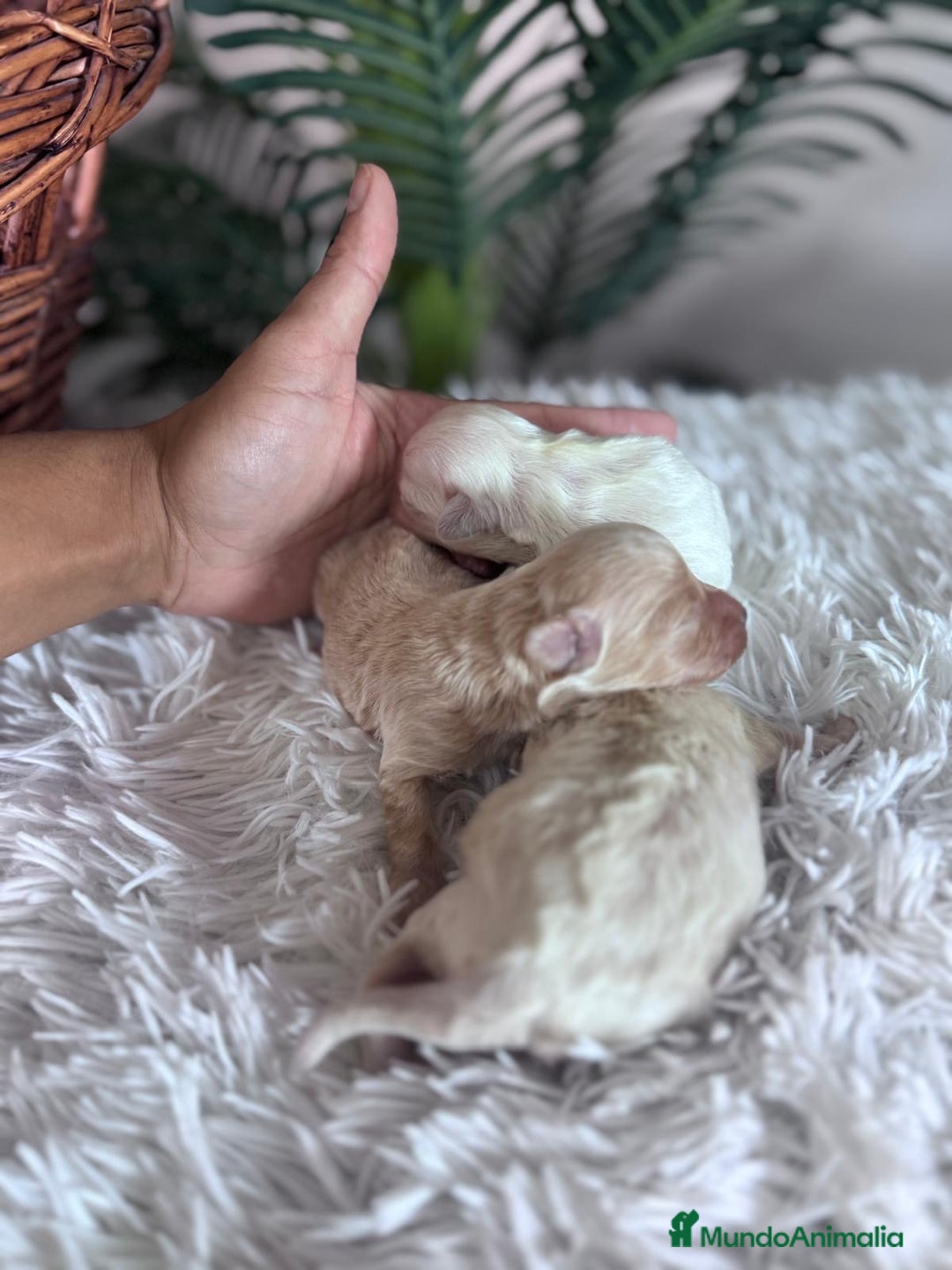 Maltipoo perros en venta: MALTIPOO  - Anuncio 9