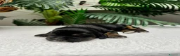 Cocker Spaniel Inglés perros en venta: COCKER SPANIEL INGLES - Anuncio 13