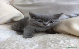 Británico de Pelo Corto Azul gatos en venta: British shorthair  - Imagen 1
