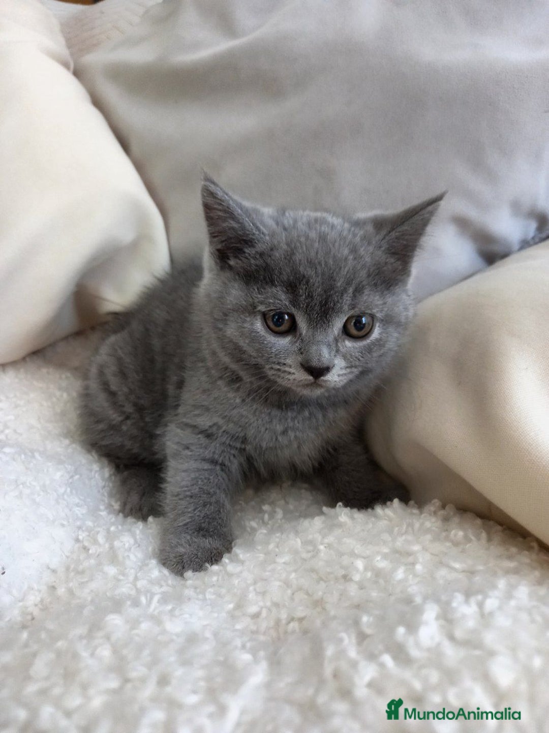 Británico de Pelo Corto Azul gatos en venta: British shorthair  - Imagen 1