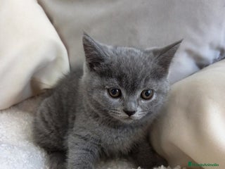 Británico de Pelo Corto Azul gatos - Anuncio 12