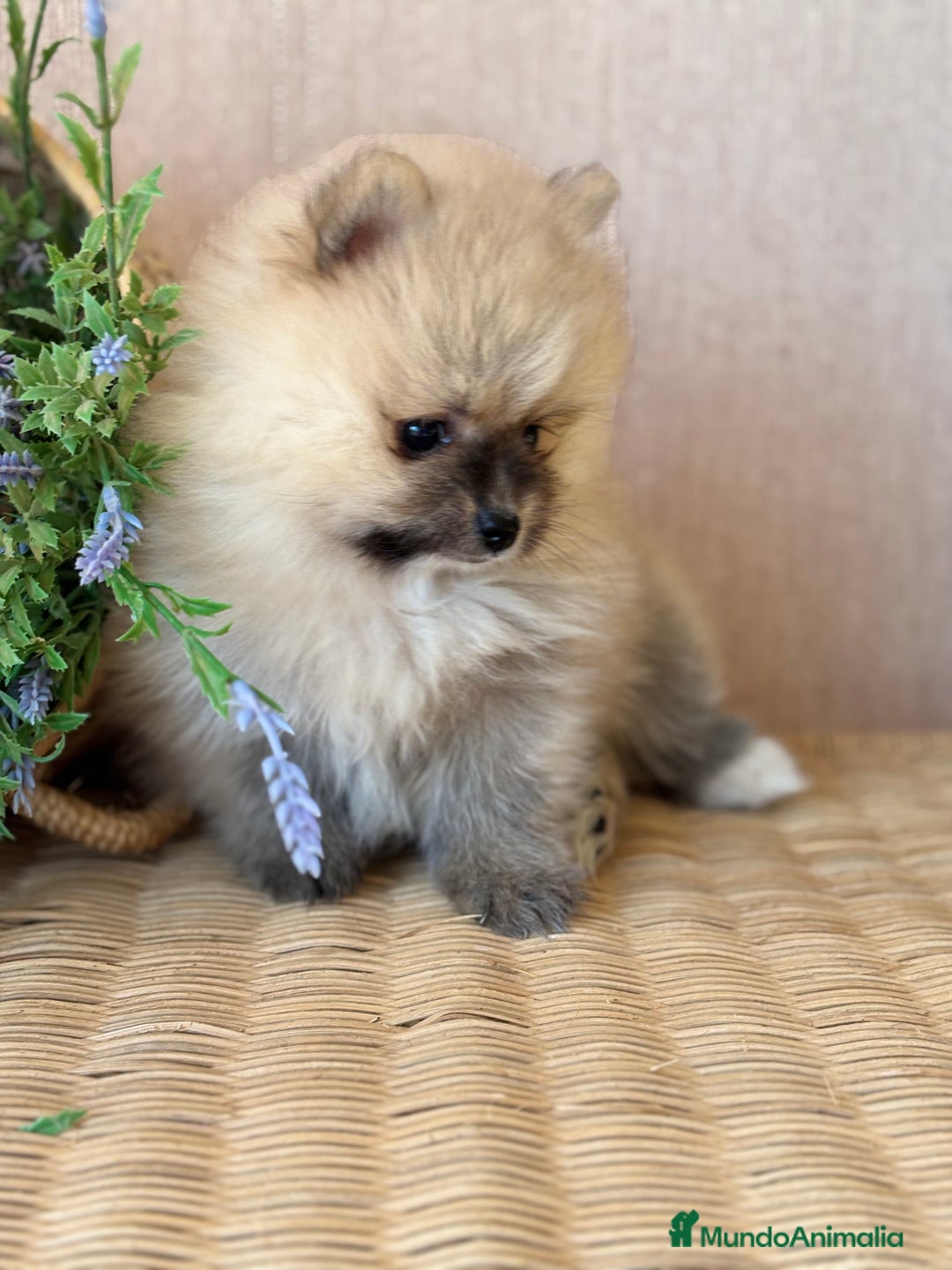 Pomerania perros en venta: Pomerania disponible fotos actuales!! - Imagen 2