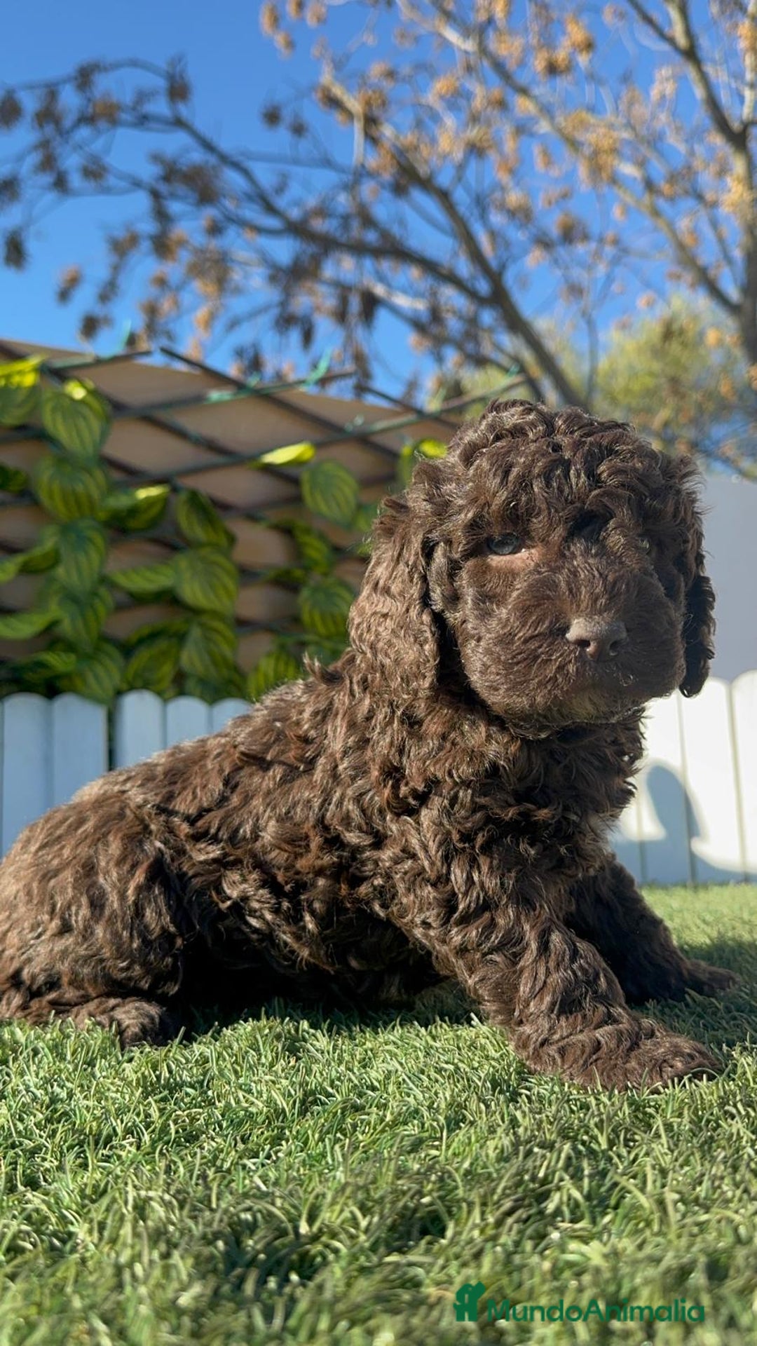 Perro de Agua Español perros en venta: PERRO DE AGUA MACHO - Anuncio 6