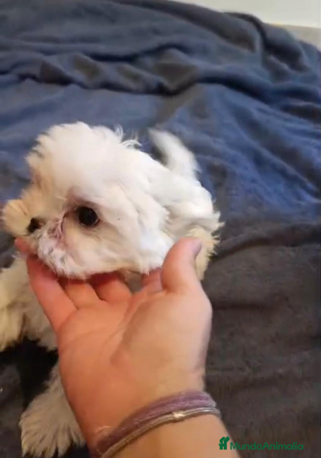 Bichón Maltés perros en venta: Bichon maltés toy  - Imagen 5