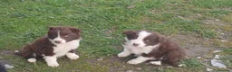 Border Collie perros en venta: Border collie - Anuncio 1