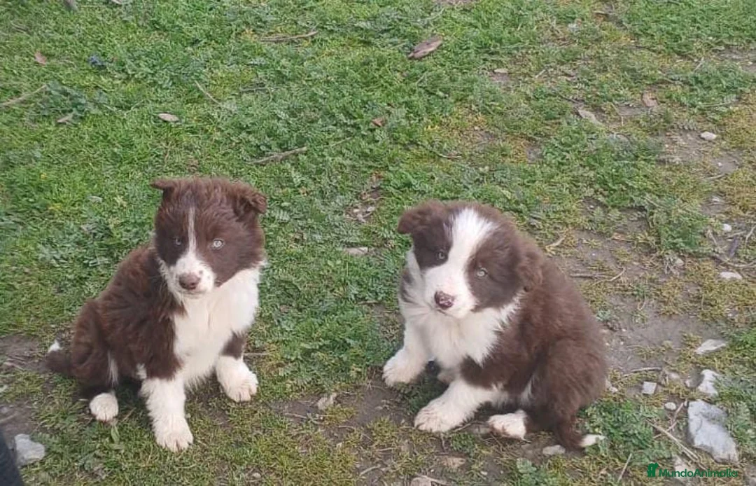 Border Collie perros en venta: Border collie - Anuncio 1