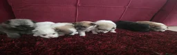 Pomerania perros en venta: Pomerania - Anuncio 3