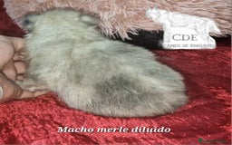 Pomerania perros en venta: Pomeranias toy/enano - Imagen 6