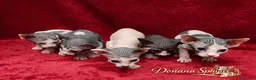Sphynx gatos en venta: Dos camadas de gatitos Sphynx nacidos en febrero - Anuncio 5