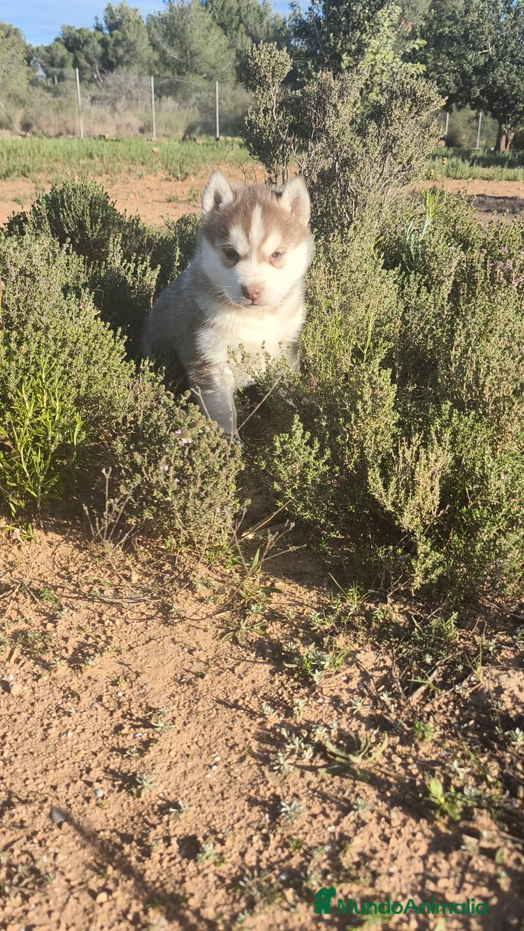 Husky Siberiano perros en venta: Husky SIBERIANO  - Anuncio 5