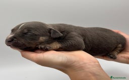 American Bully perros en venta: Cachorros de American Bully - Imagen 5