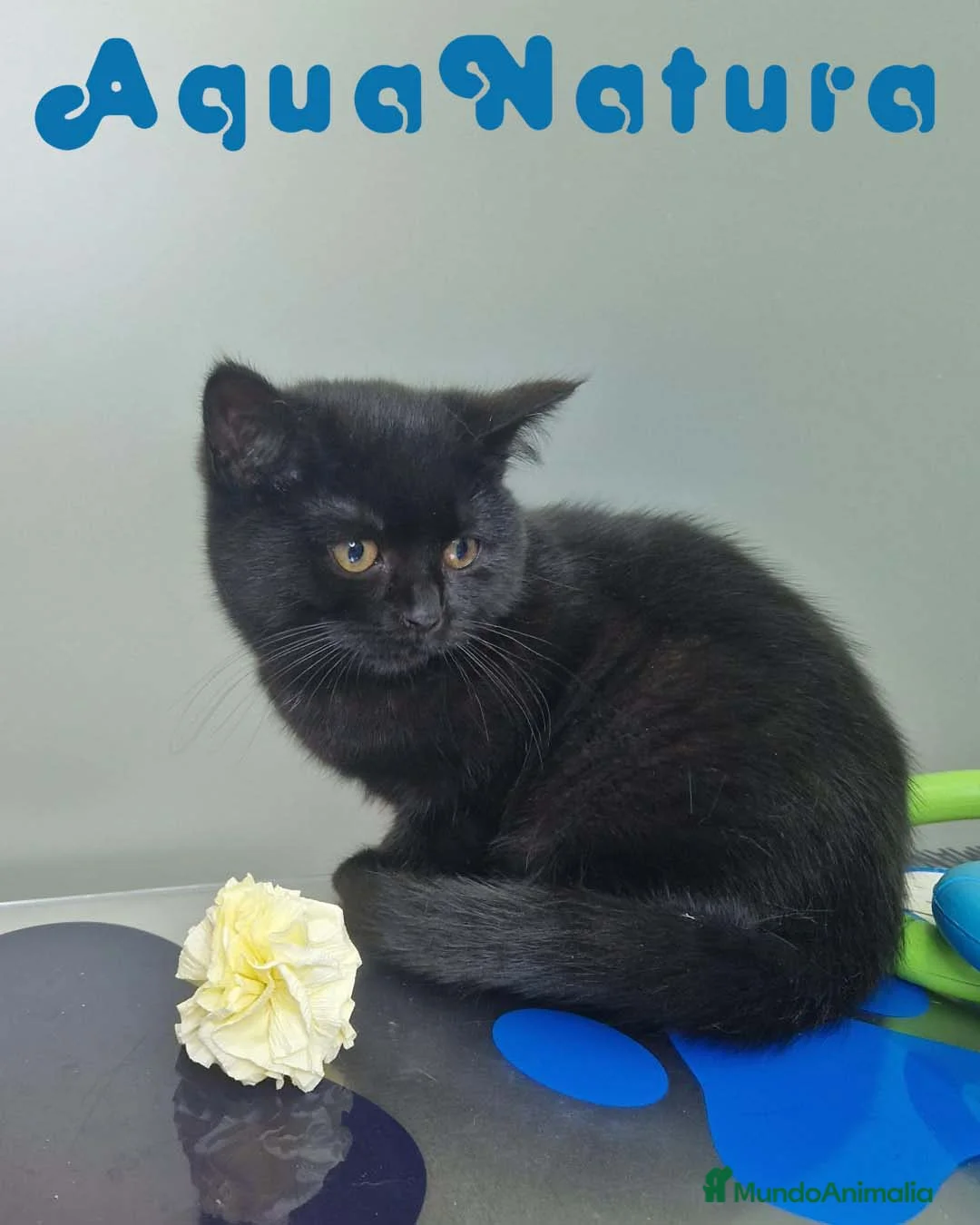 Británico de Pelo Corto gatos en venta: British Shorthair Hembra 1735 AQUANATURA - Anuncio 7