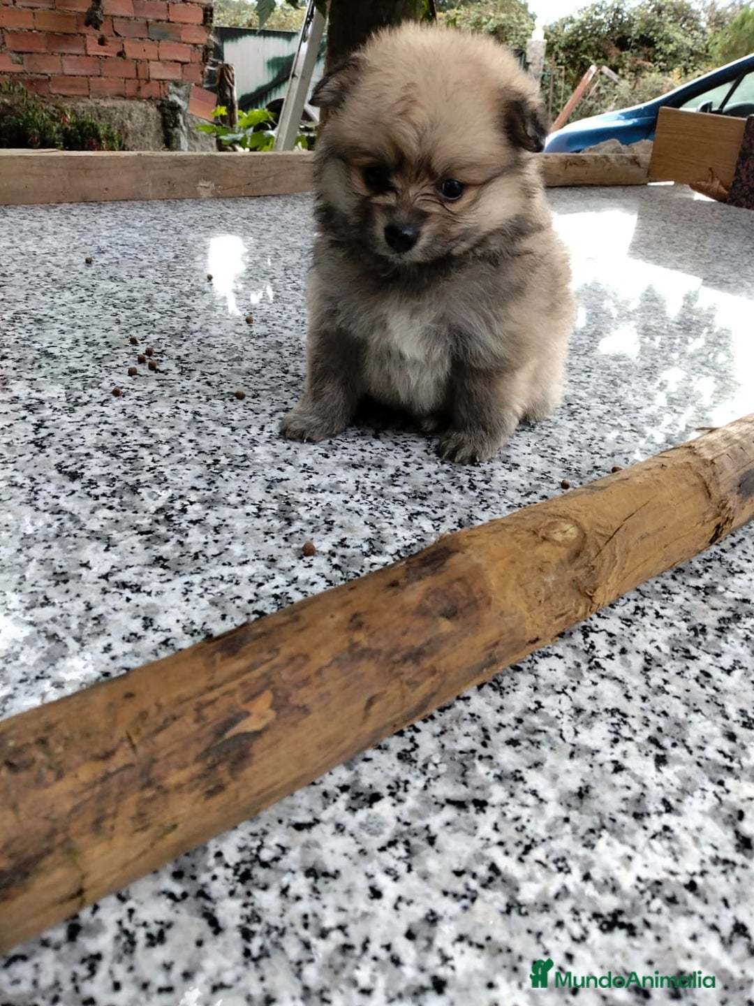 Pomerania perros en venta: pomerania  - Imagen 3