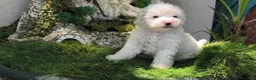 Caniche Toy perros en venta: Caniche toy - Anuncio 3